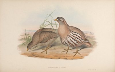 Ammoperdix heyi von John Gould